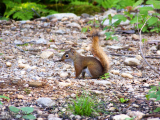 american-red-squirrel_16214770262_o