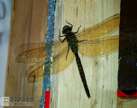 some-kind-of-hawker-dragonfly_16207121401_o